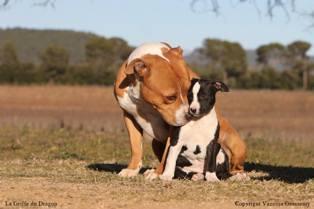 elevage canin amstaff draguignan