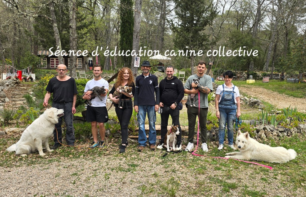 education canine collective alpes maritimes