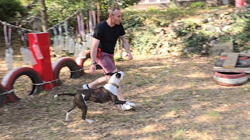 comportementaliste canin le cannet