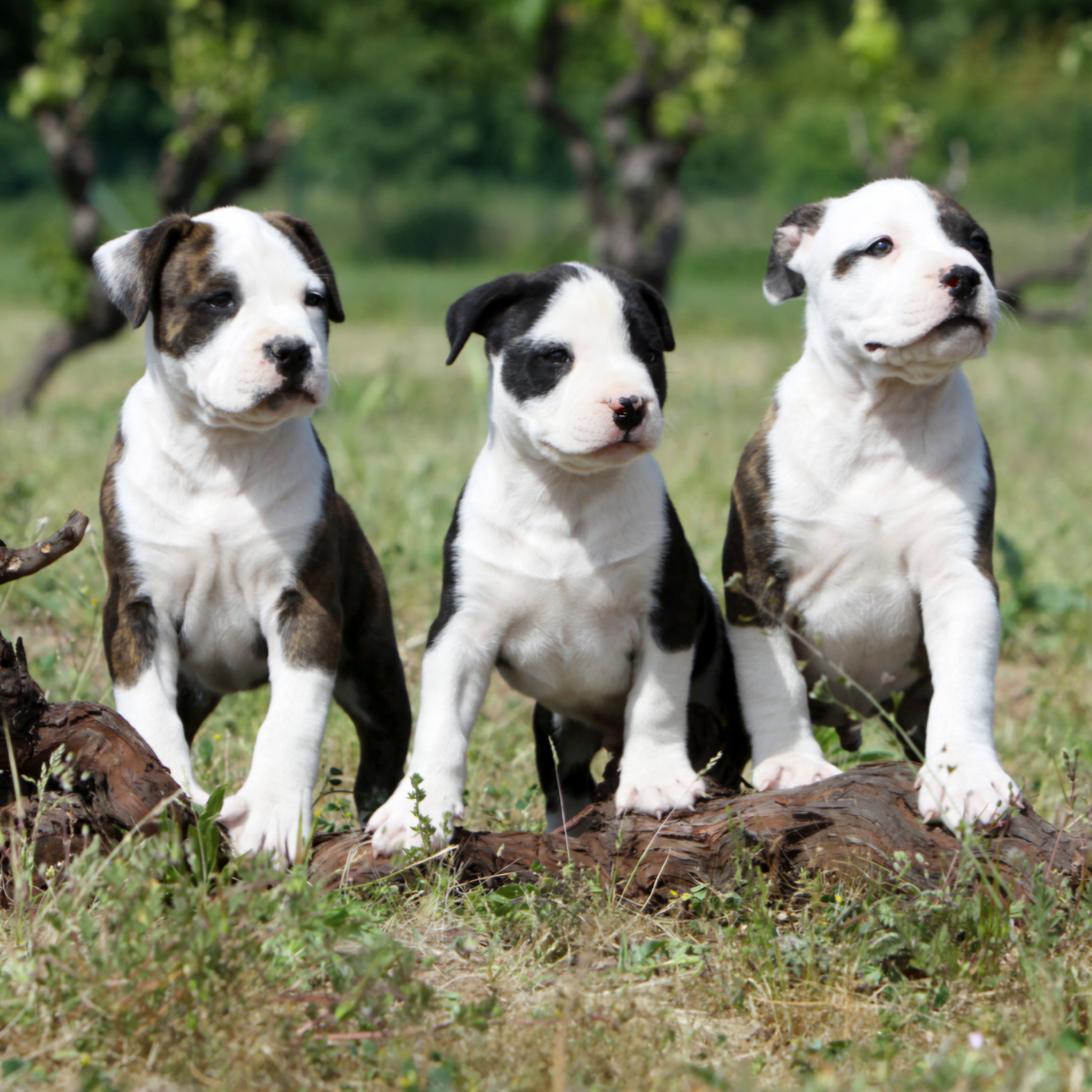 élevage de chien var