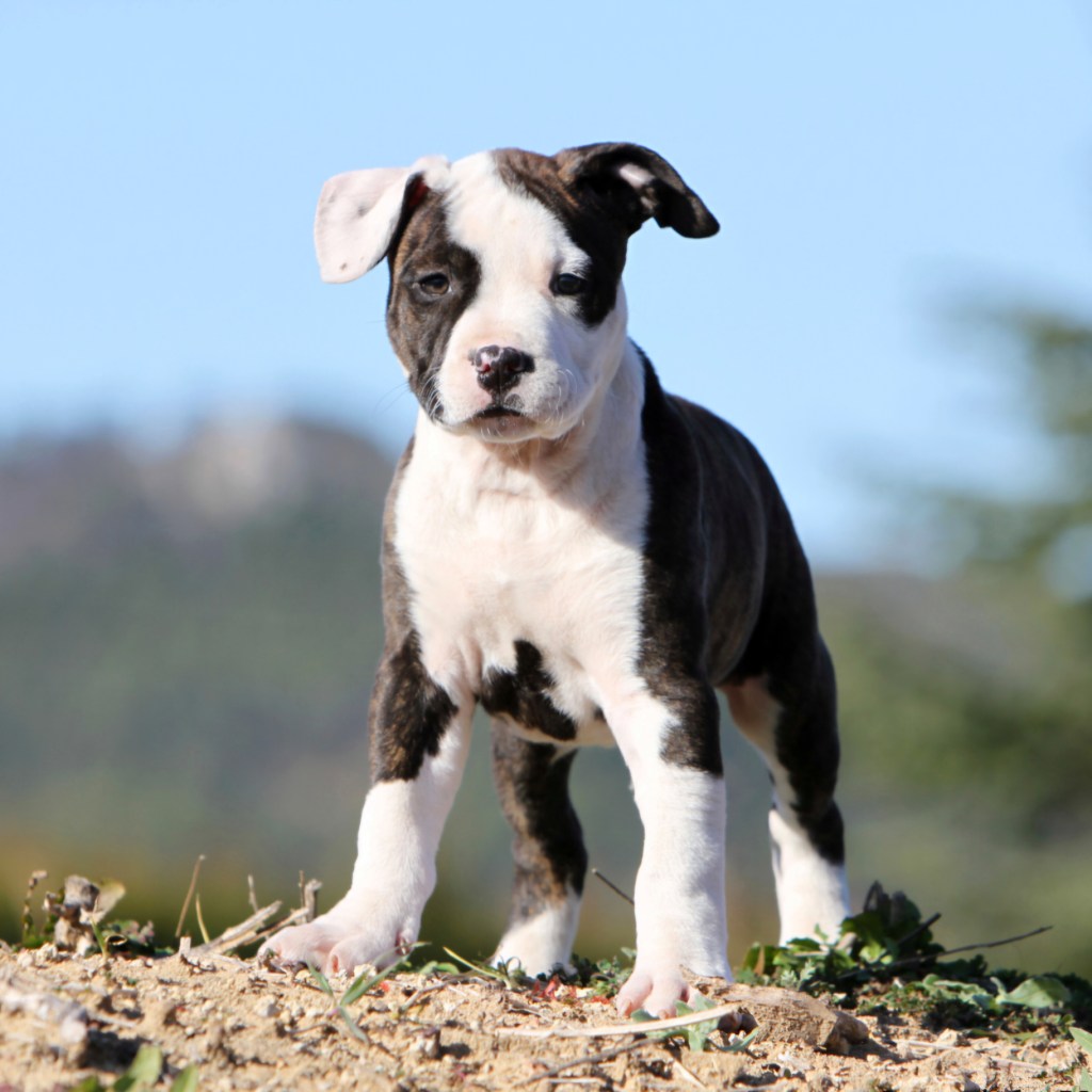 chiot american staffordshire terrier