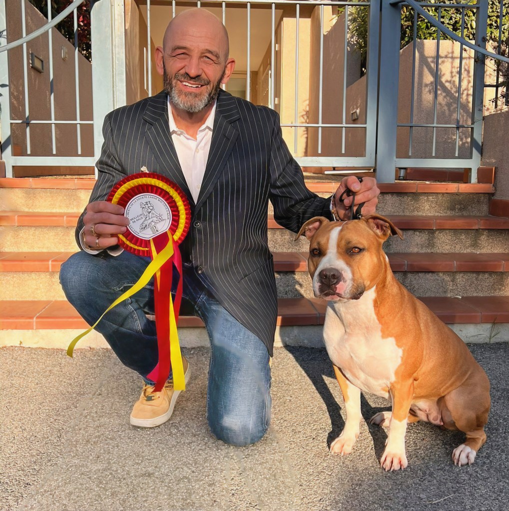 exposition canine amstaff