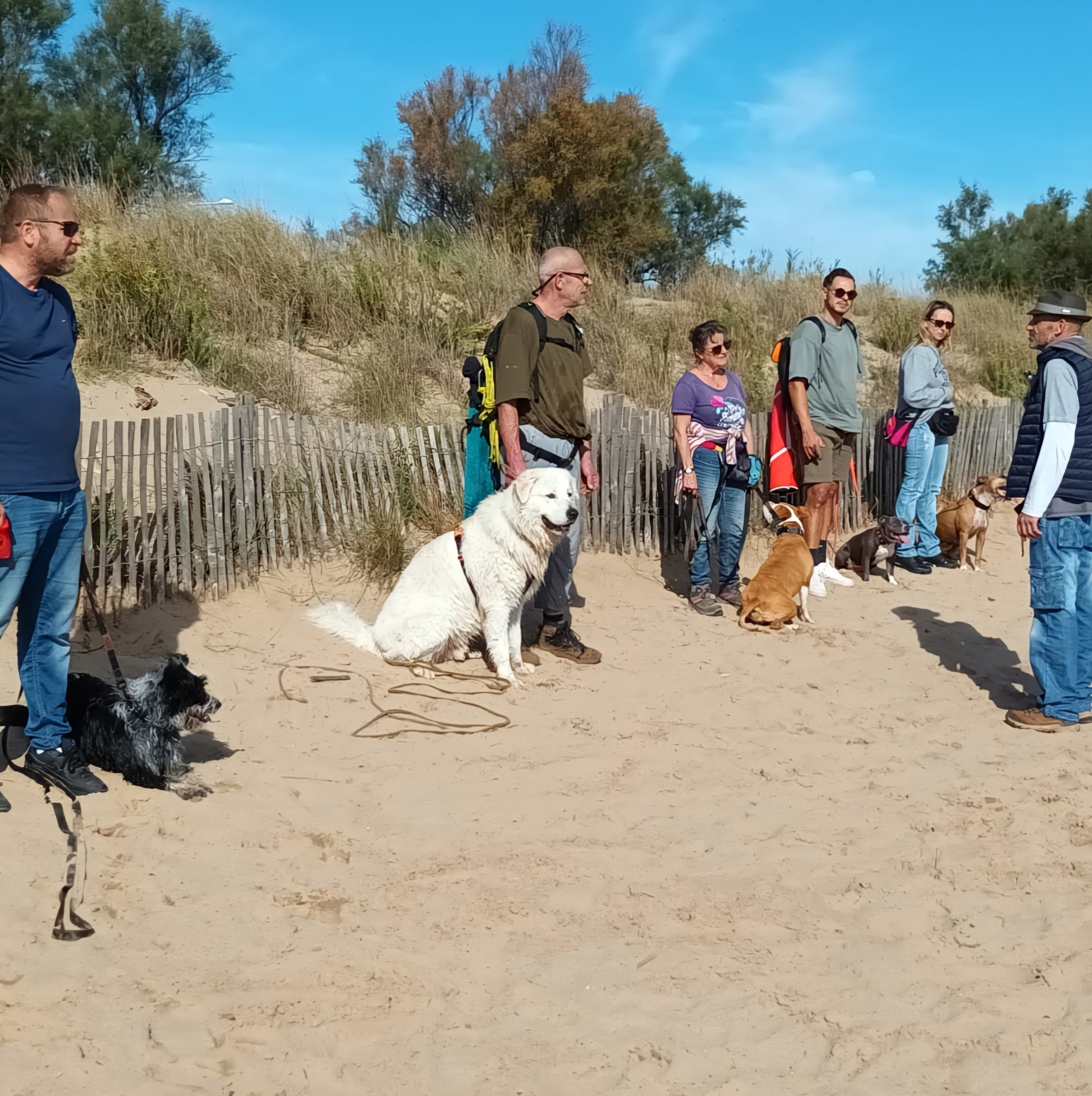 cours education canine collective cannes