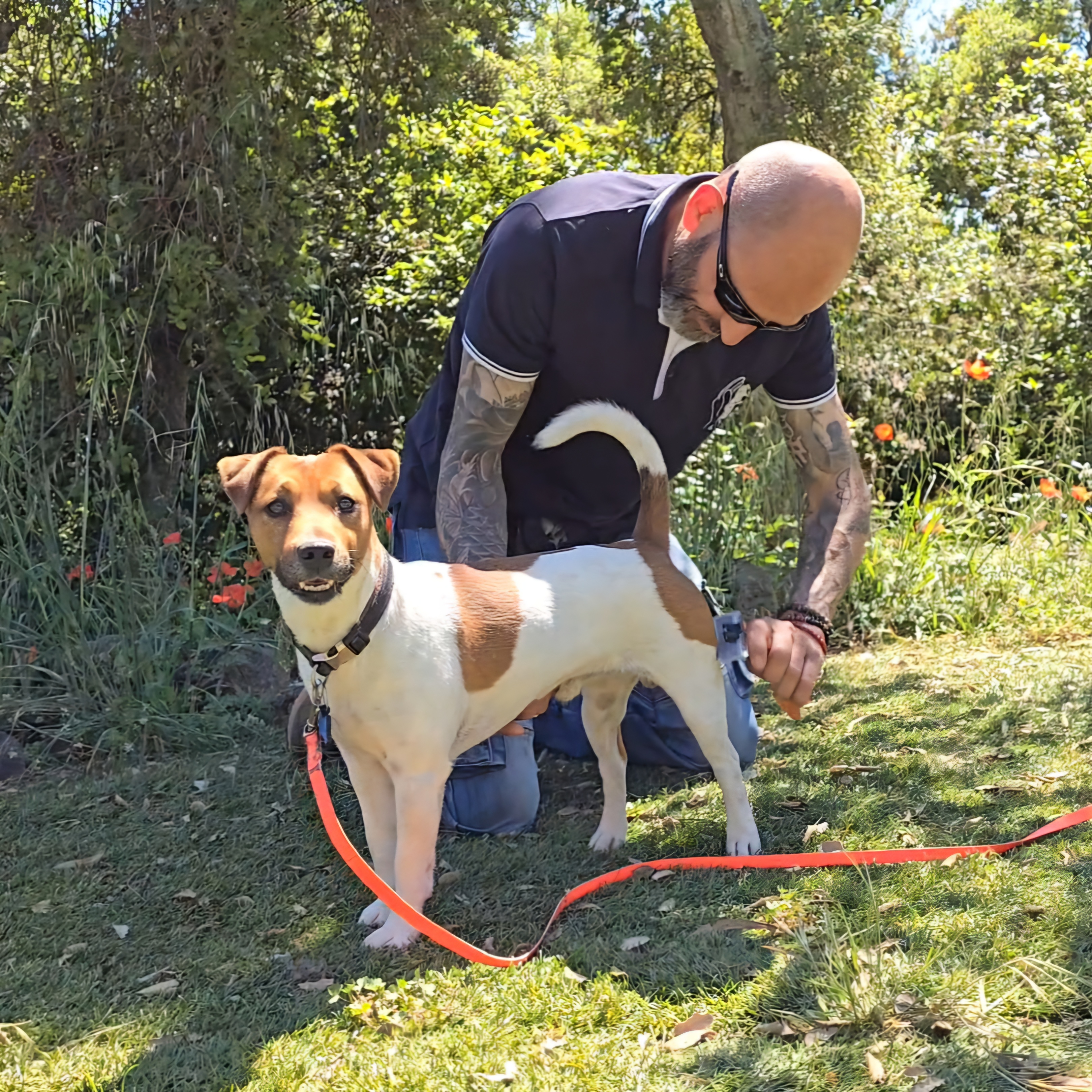 pension canine draguignan