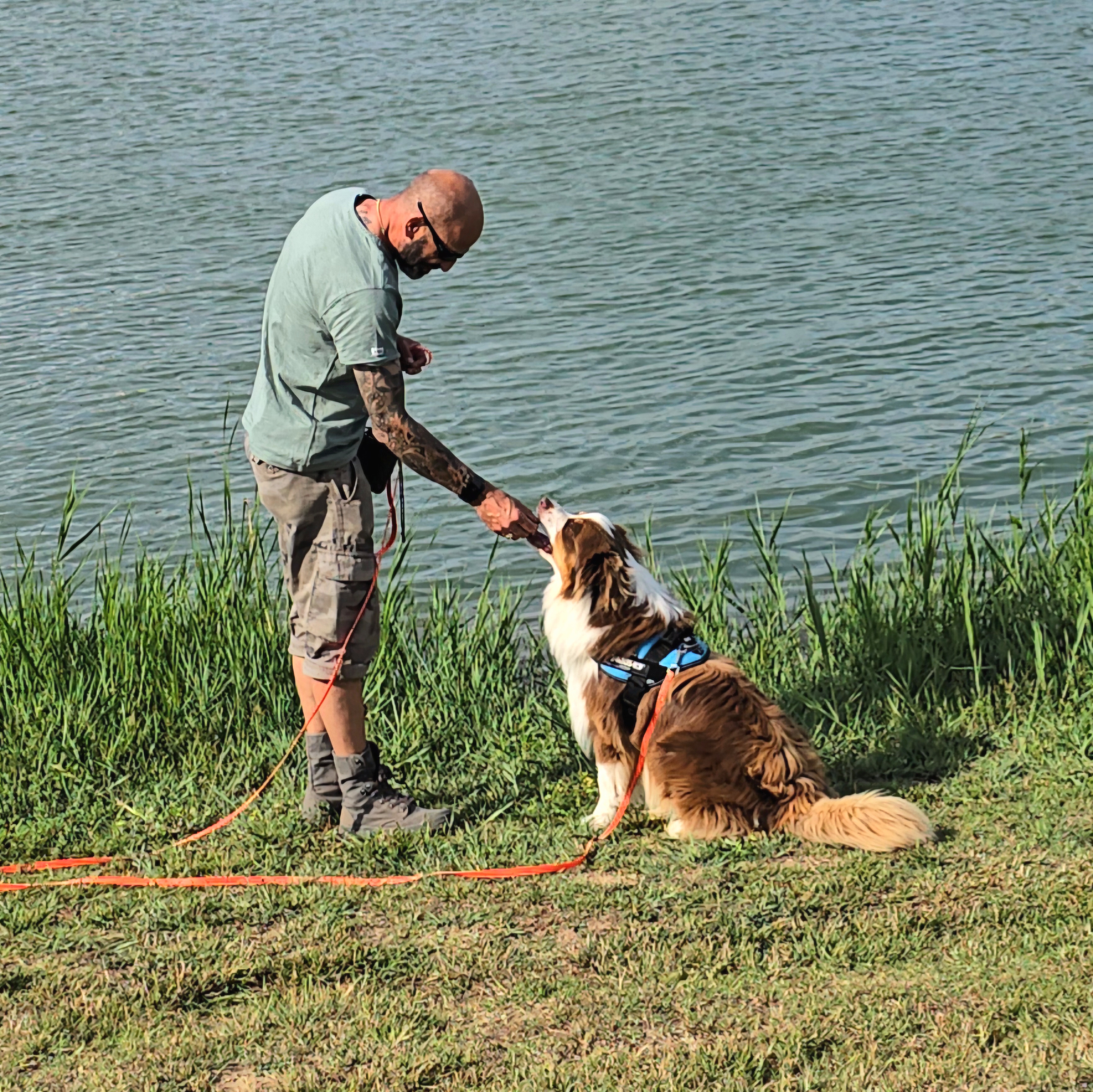 cours education canine berger australien