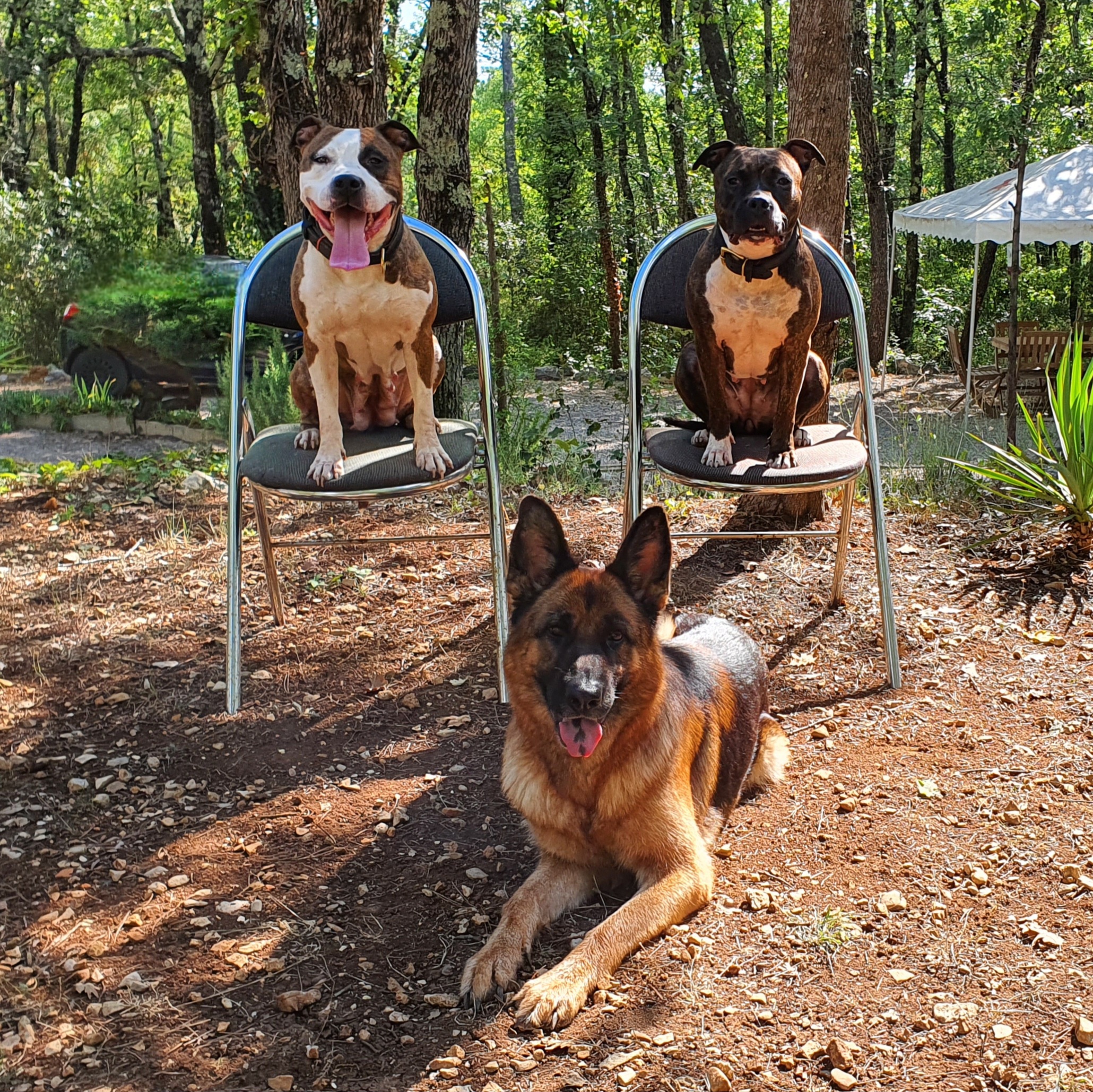 educateur canin alpes maritimes