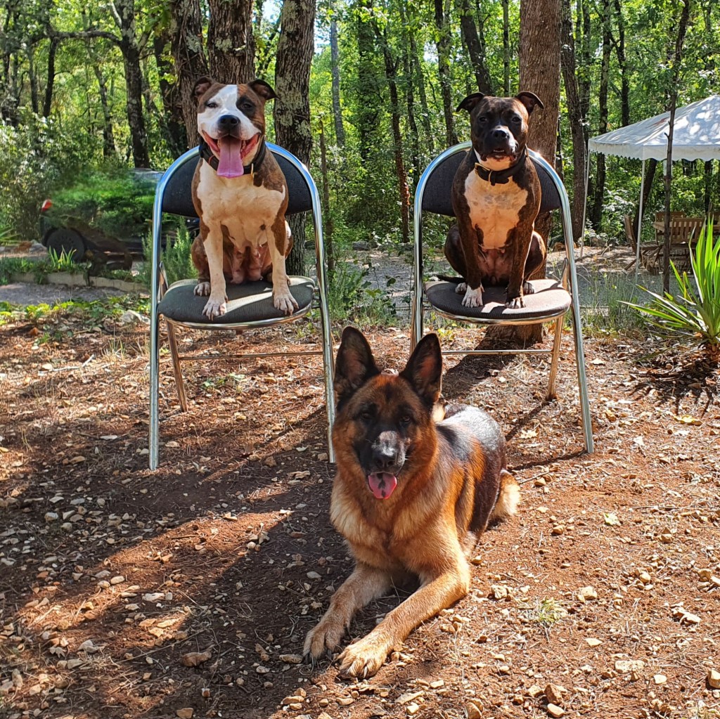 éducateur canin alpes maritimes