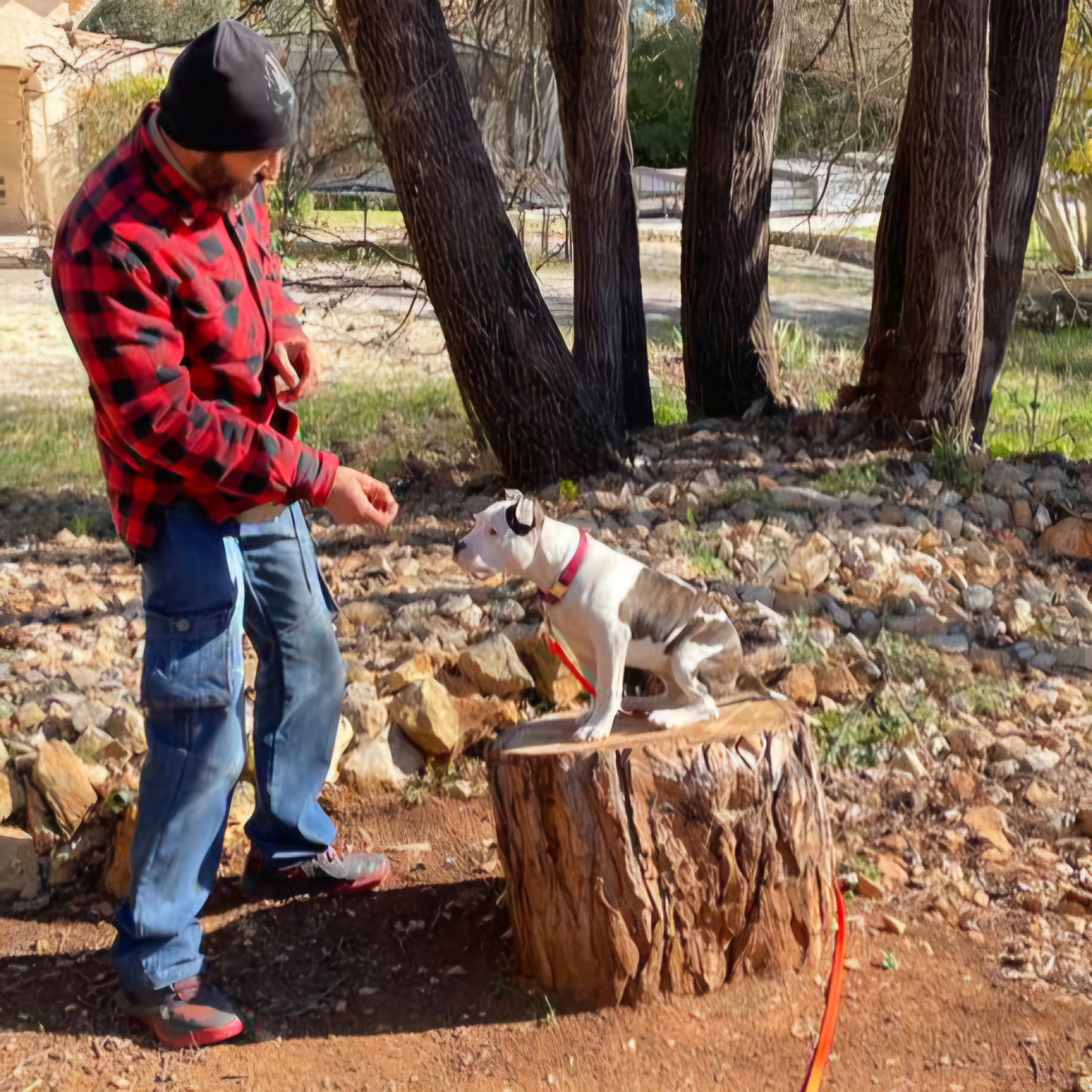 pre education canine var