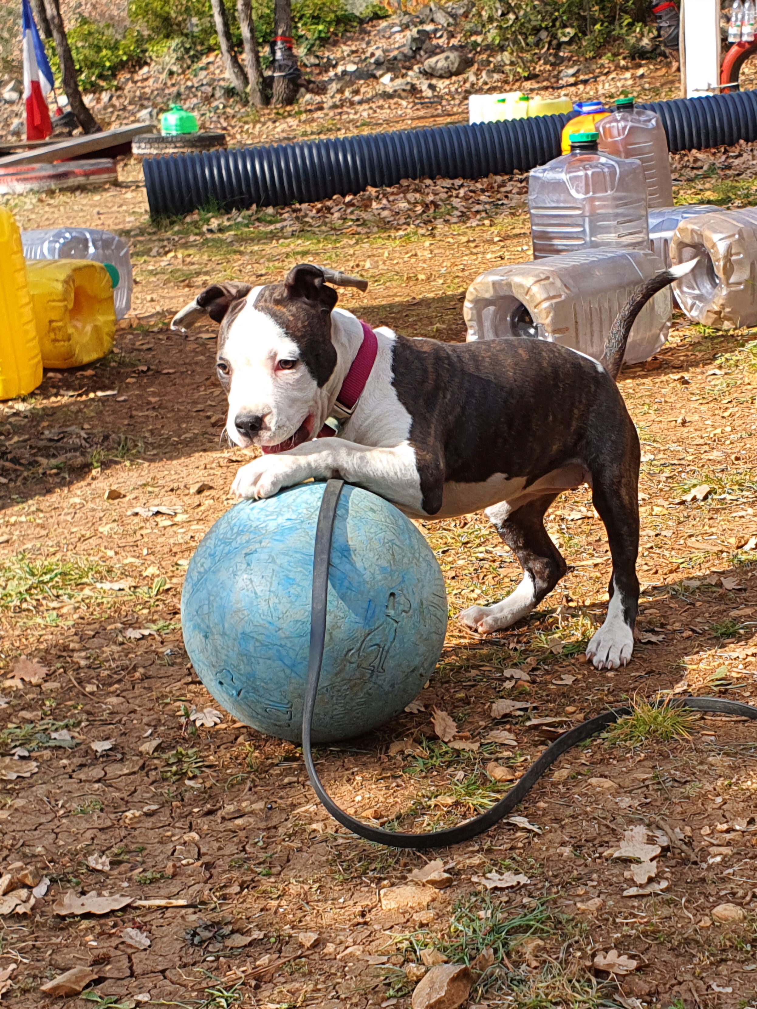 education canine chiot amstaff var