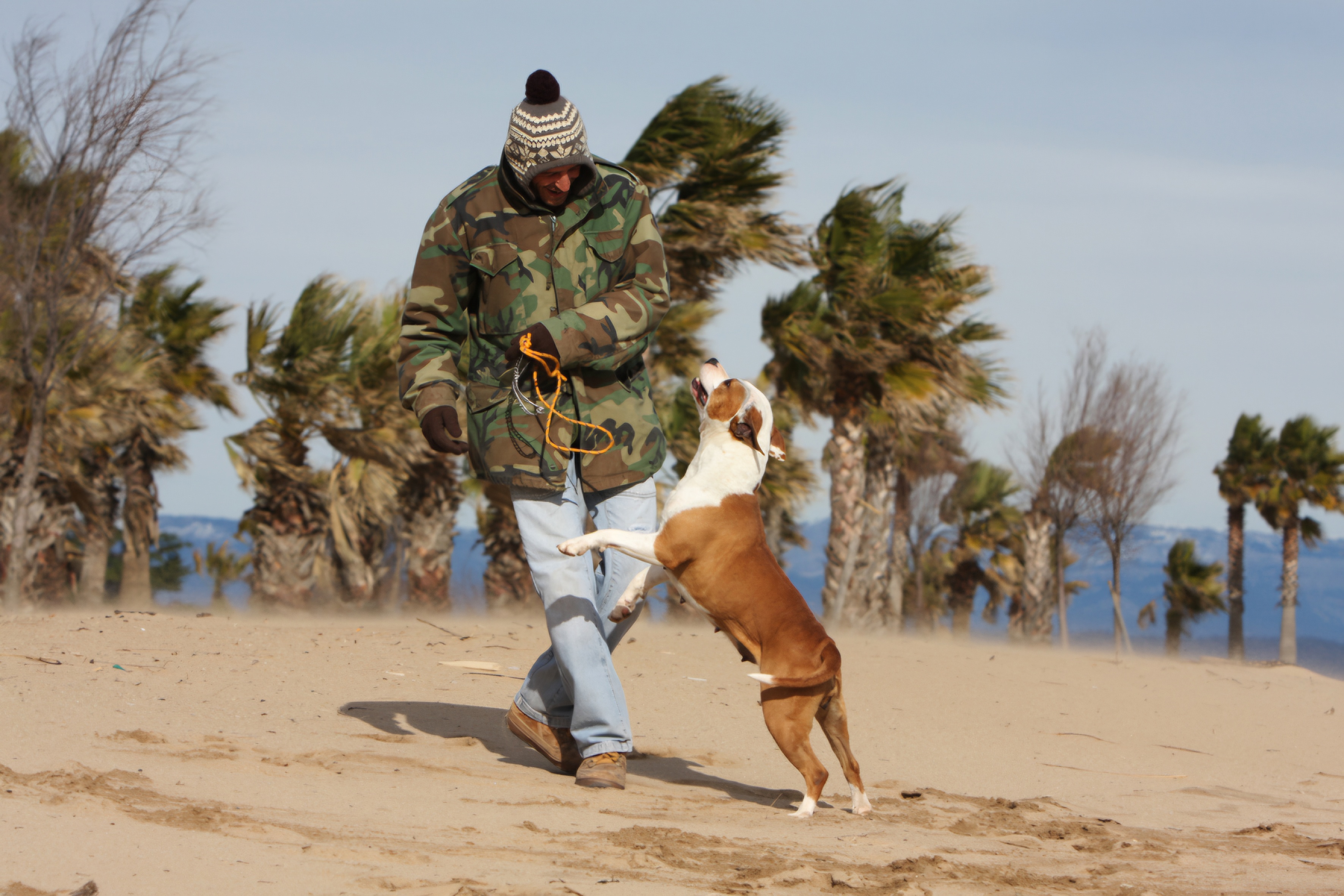 pension canine draguignan