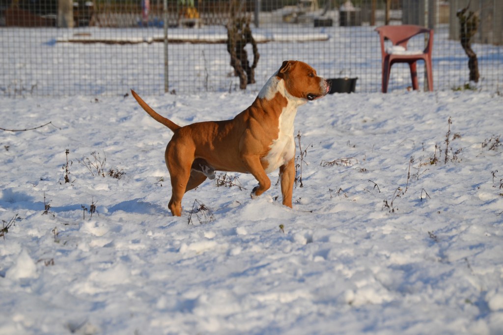 Le chien et la neige… Précautions à prendre !
