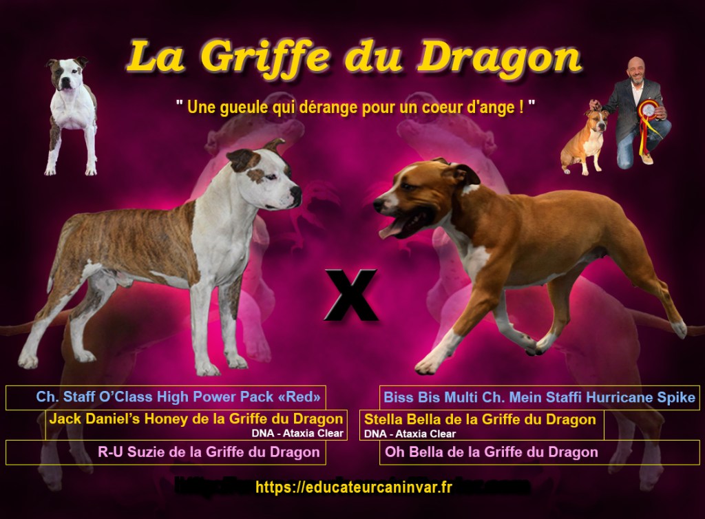 Prochain mariage d&rsquo;American Staffordshire&nbsp;Terrier