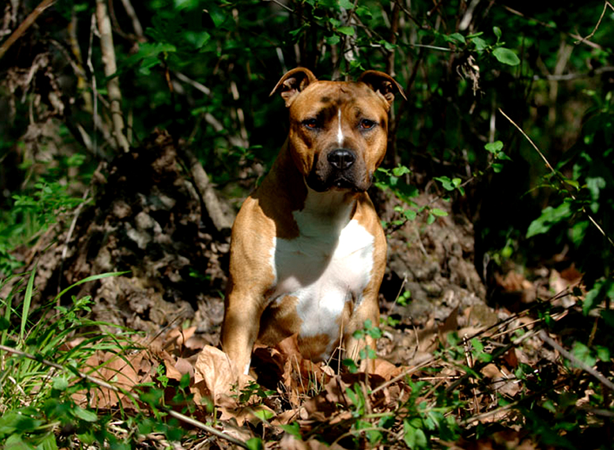 american staff chien foret