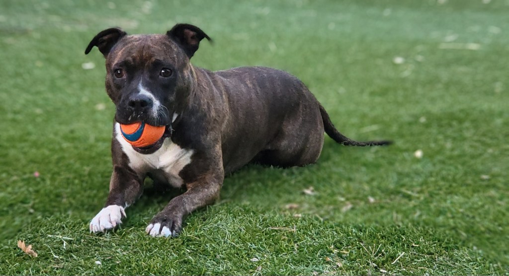 elevage de chien american staff