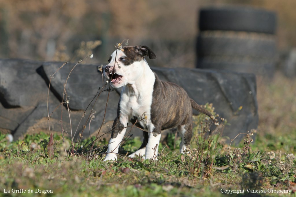 Votre chien a été empoisonné ou s&rsquo;est intoxiqué… Comment réagir&nbsp;?