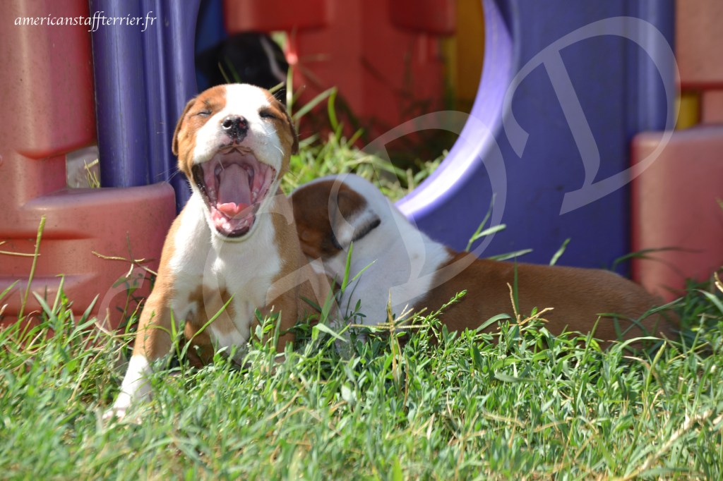 education canine les signaux apaisement les rictus