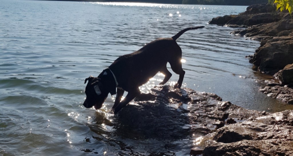 La balade du chien heureux à la&nbsp;plage