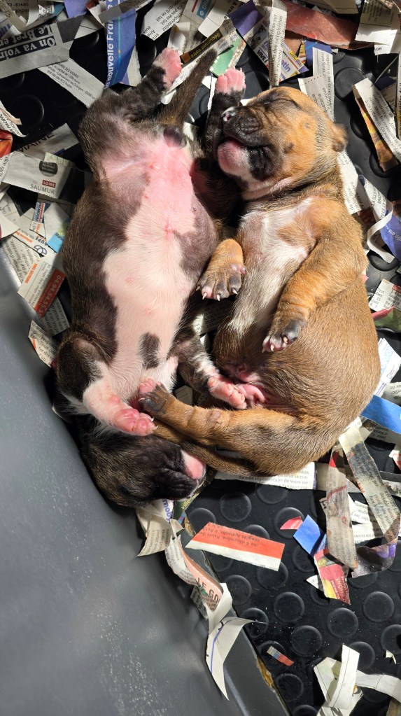 chiots american staffordshire terrier