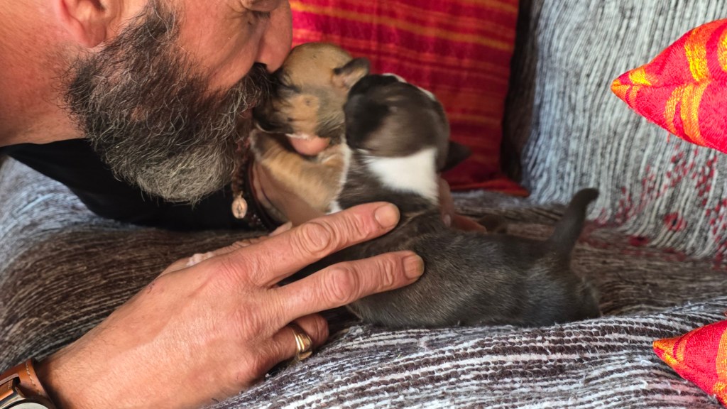 Présentation de nos chiots American Staffordshire&nbsp;Terrier