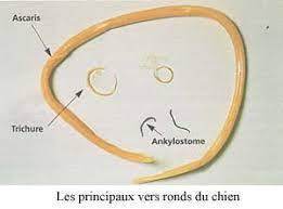 vermifuge chien