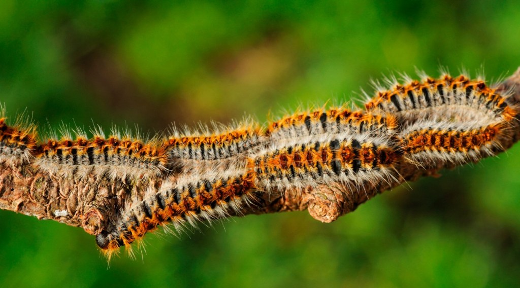 Attention… Les chenilles processionnaires, un danger pour votre chien&nbsp;!