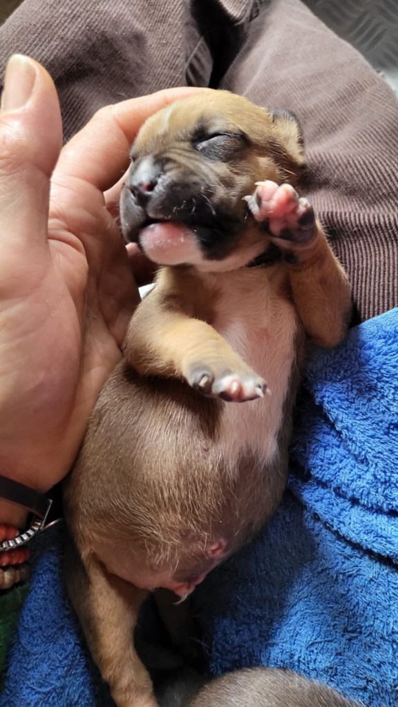 chiot american staff