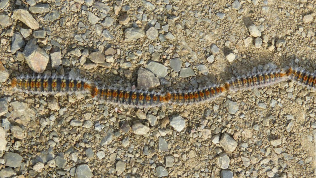 chenille processionnaire danger chien