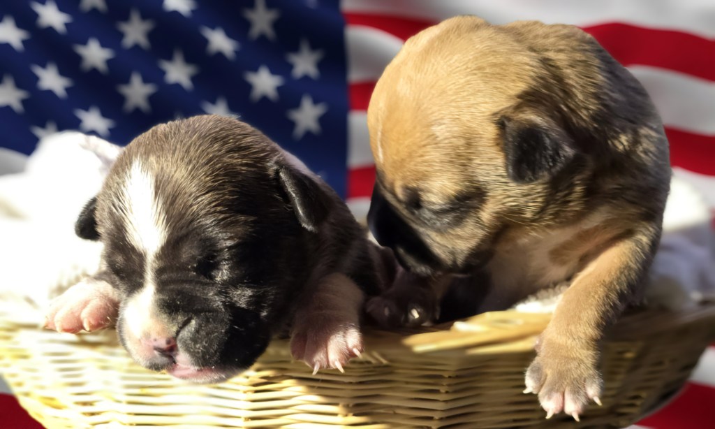 Les chiots de Stella et Jack ont montré le bout de leurs&nbsp;museaux