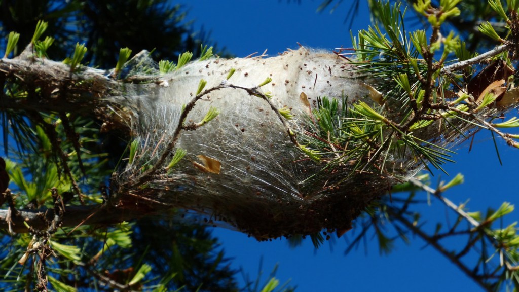 chenille processionnaire danger chien