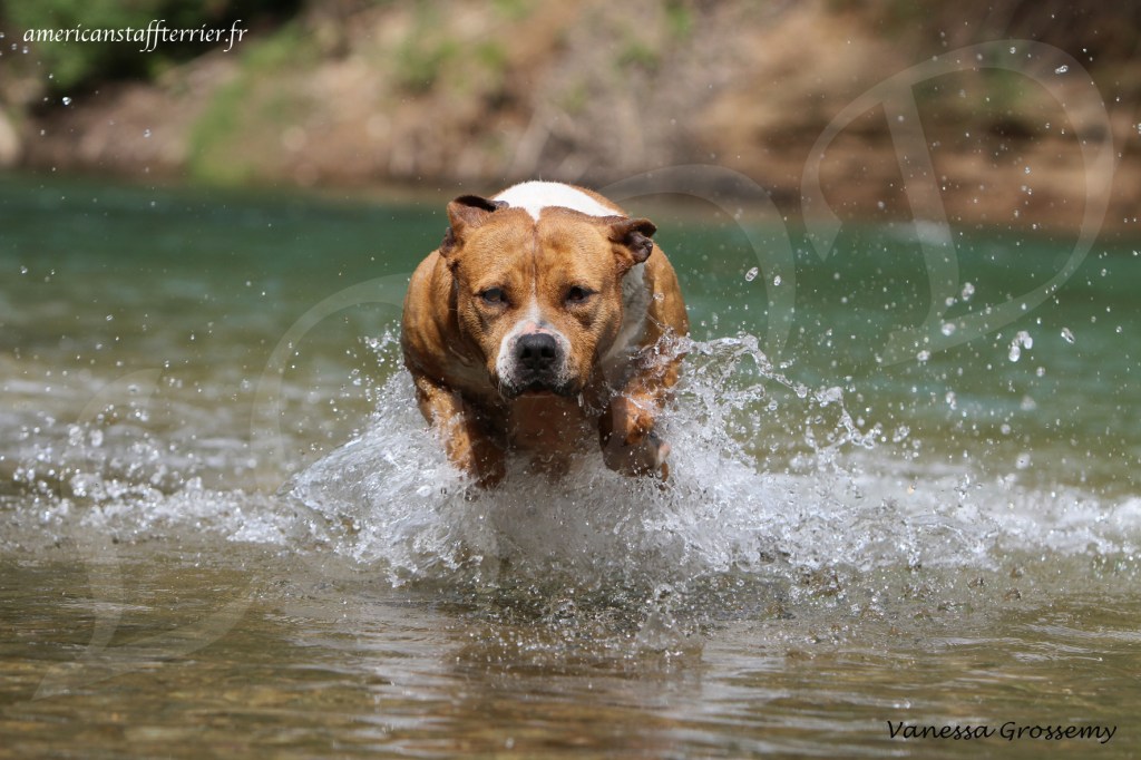 La Leptospirose chez le&nbsp;chien