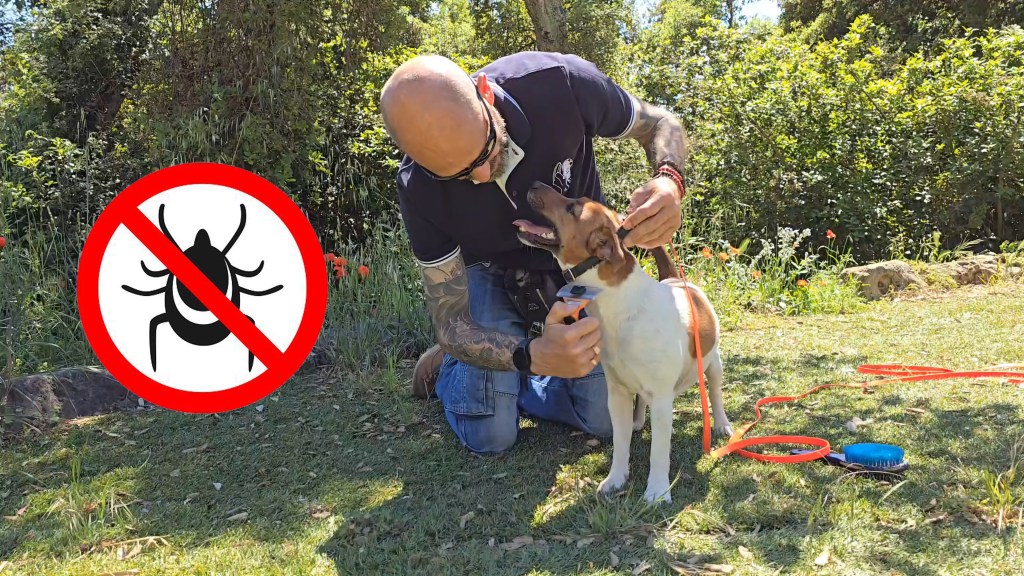 Se débarrasser des parasites externes du chien : 8 trucs et&nbsp;astuces