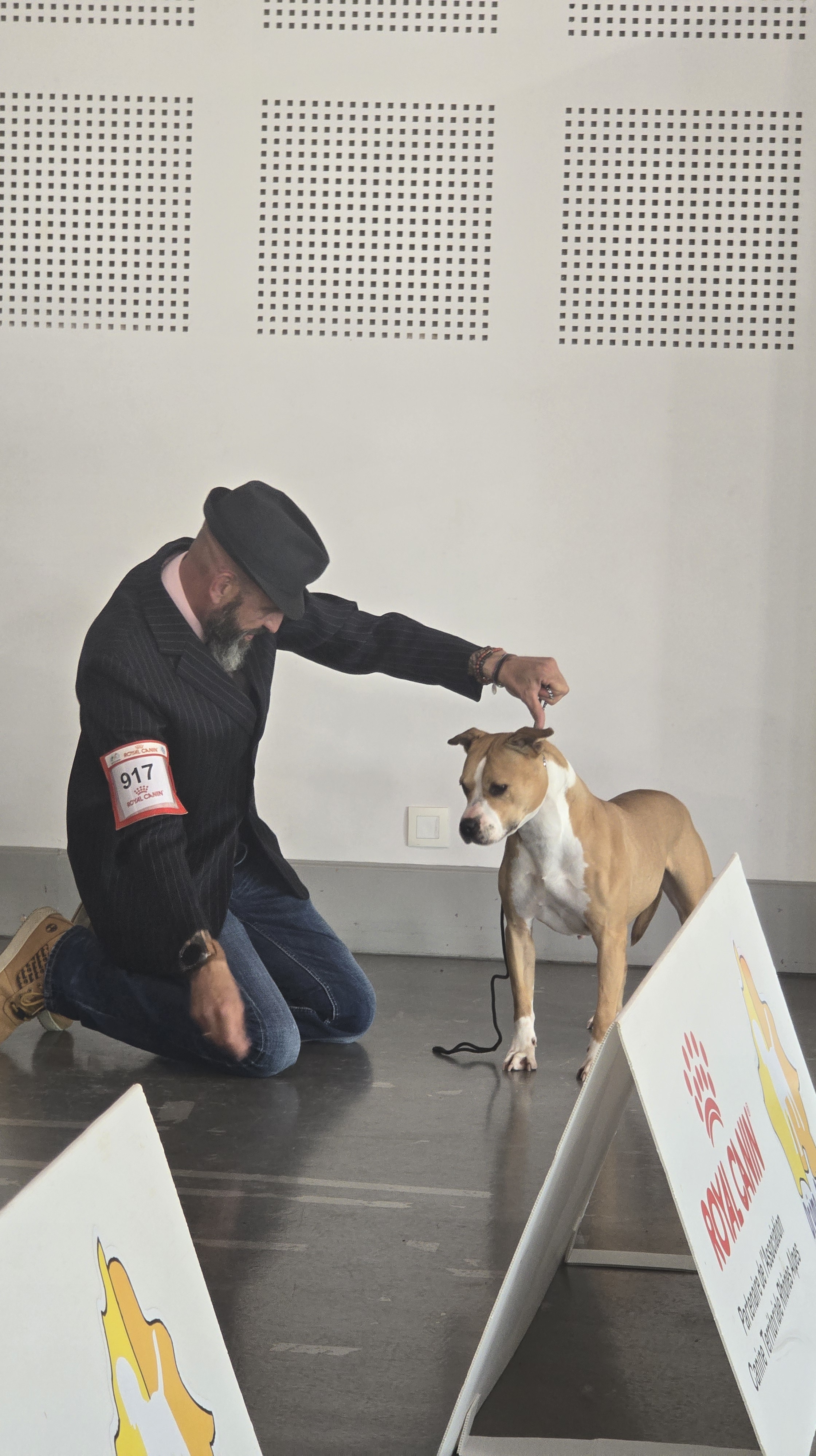 meilleur eleveur american staff