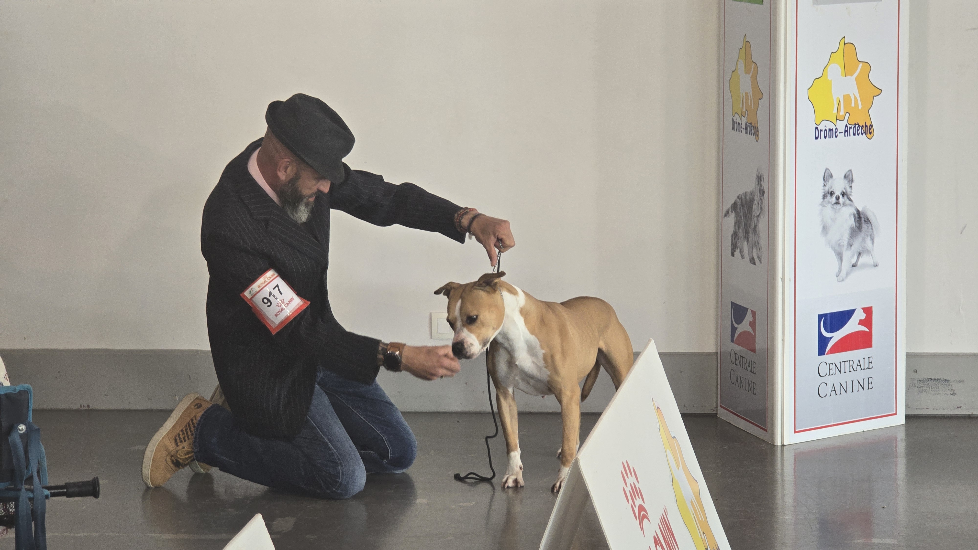 meilleur eleveur american staffordshire terrier