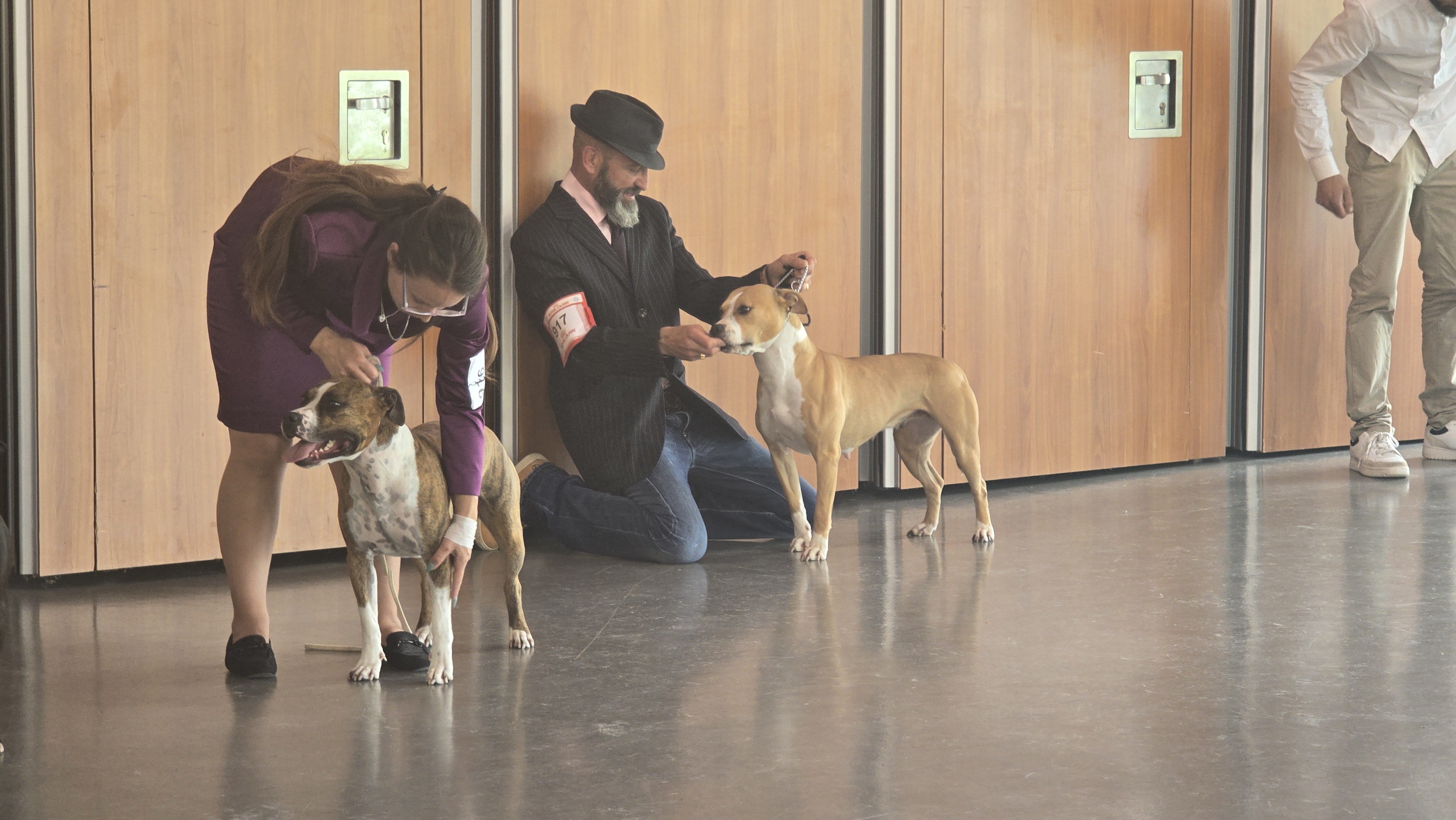 american staff la griffe du dragon