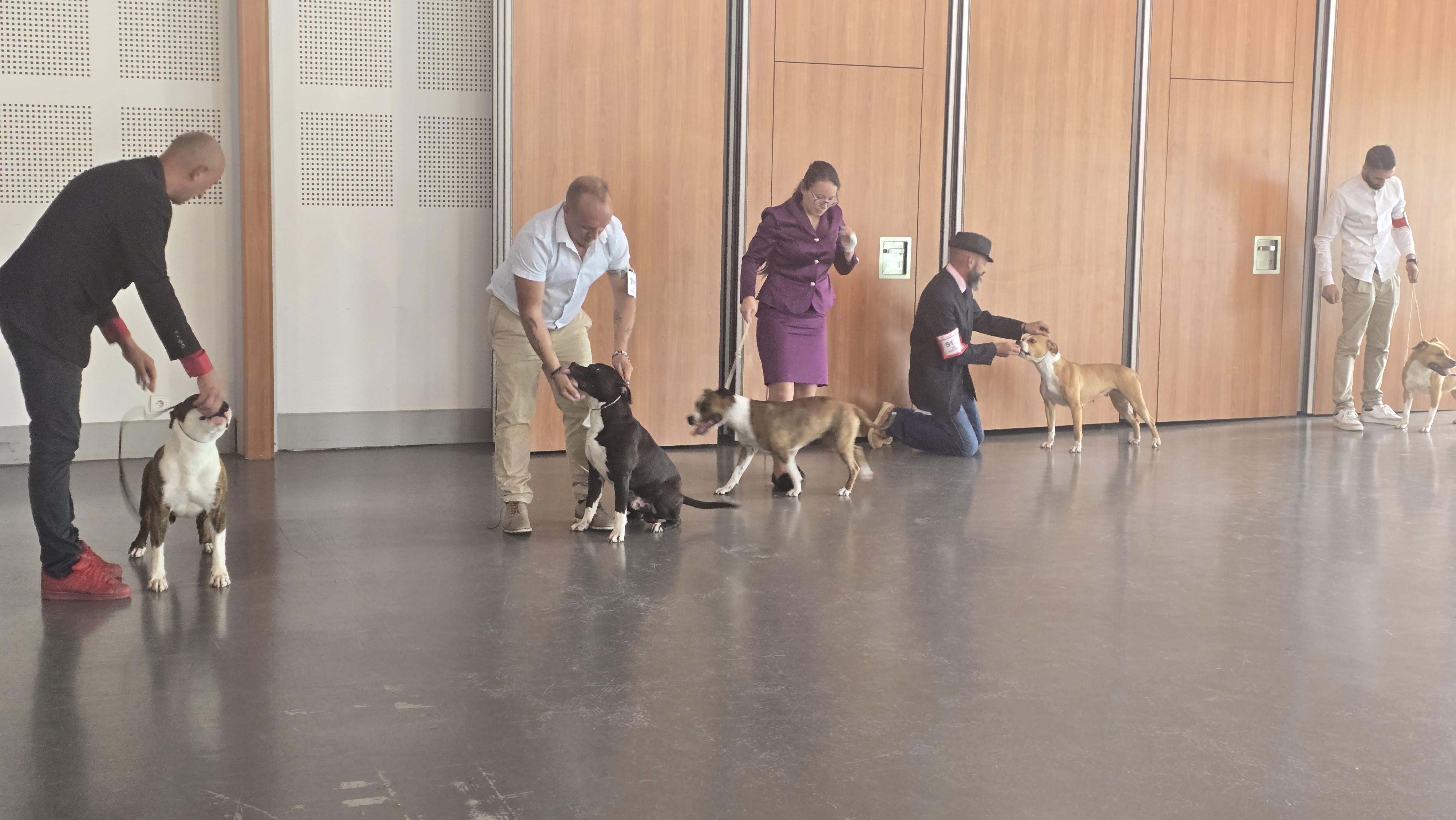 exposition canine american staff