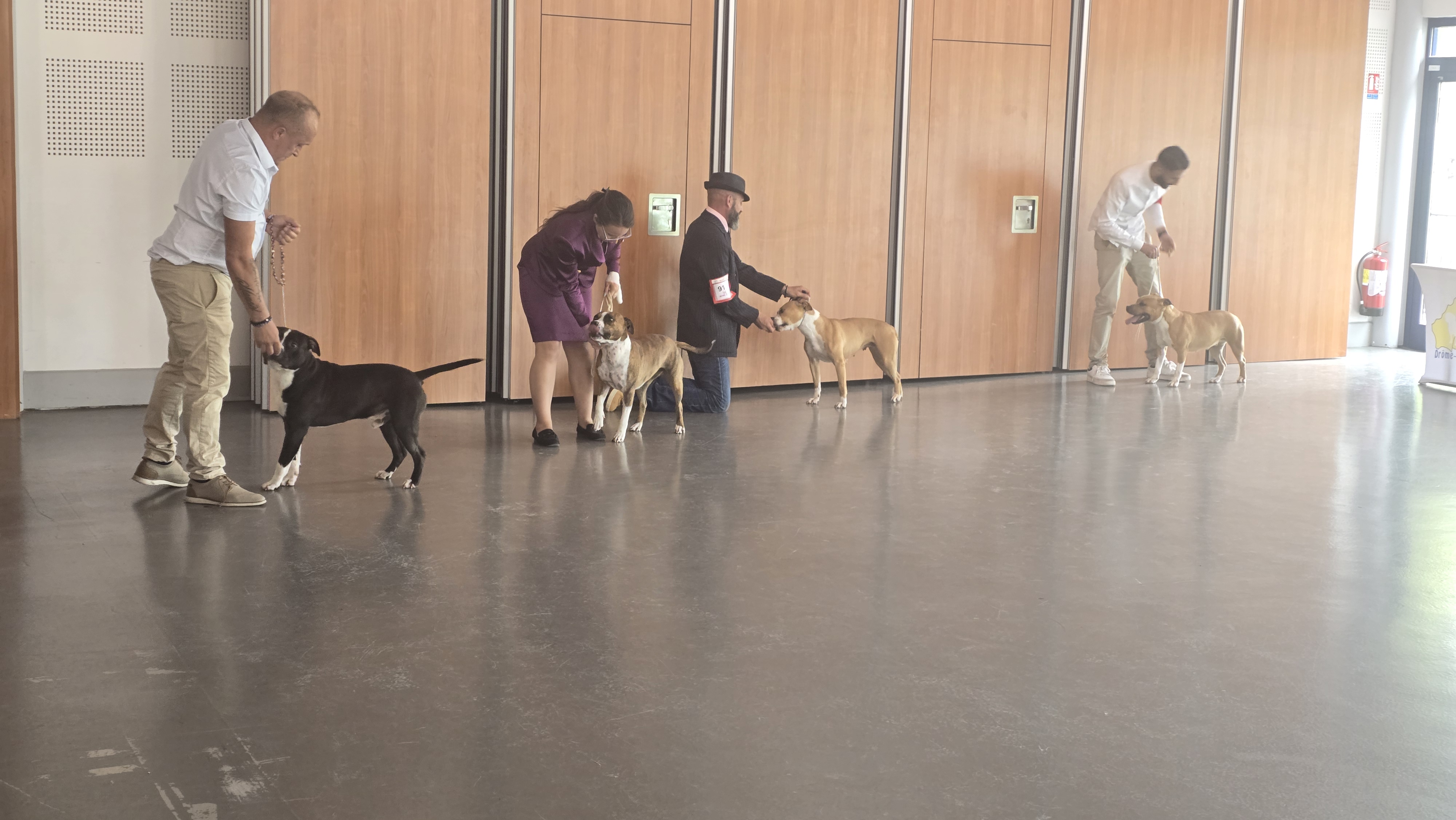 exposition canine internationale amstaff