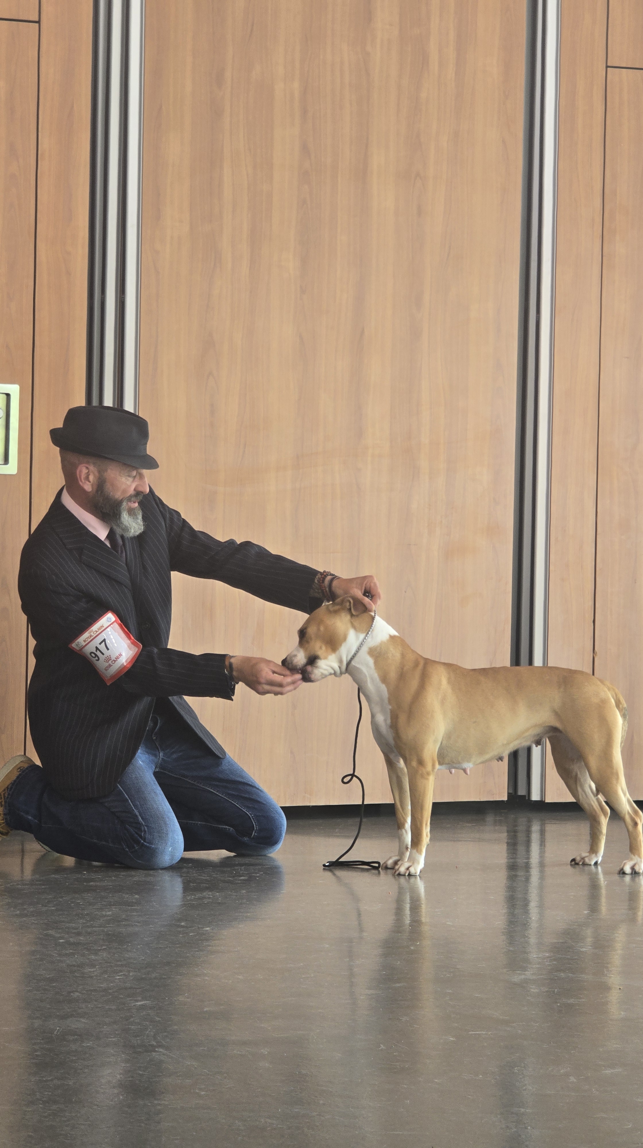 meilleur eleveur american staff de france