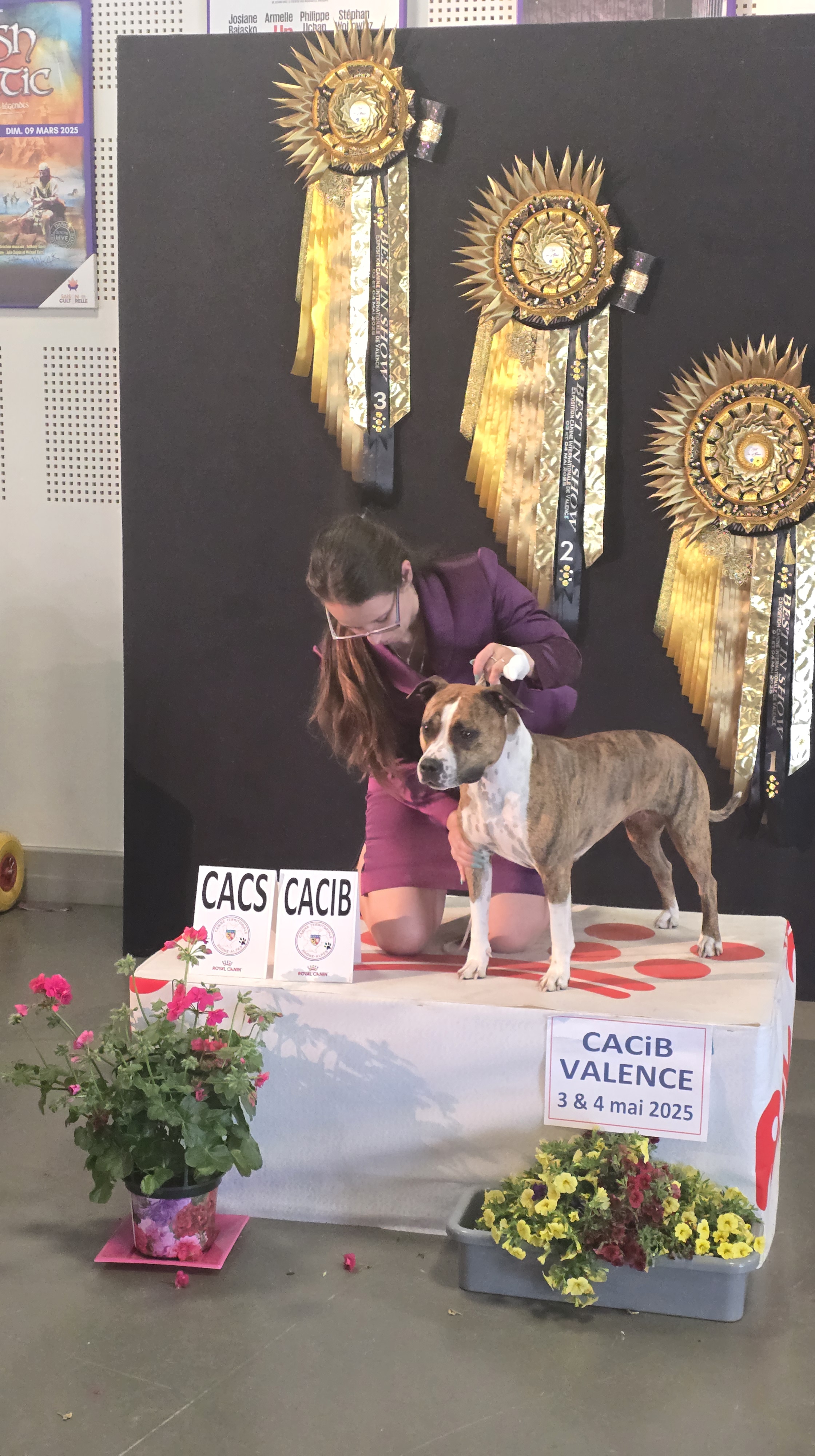 american staffordshire terrier de la griffe du dragon