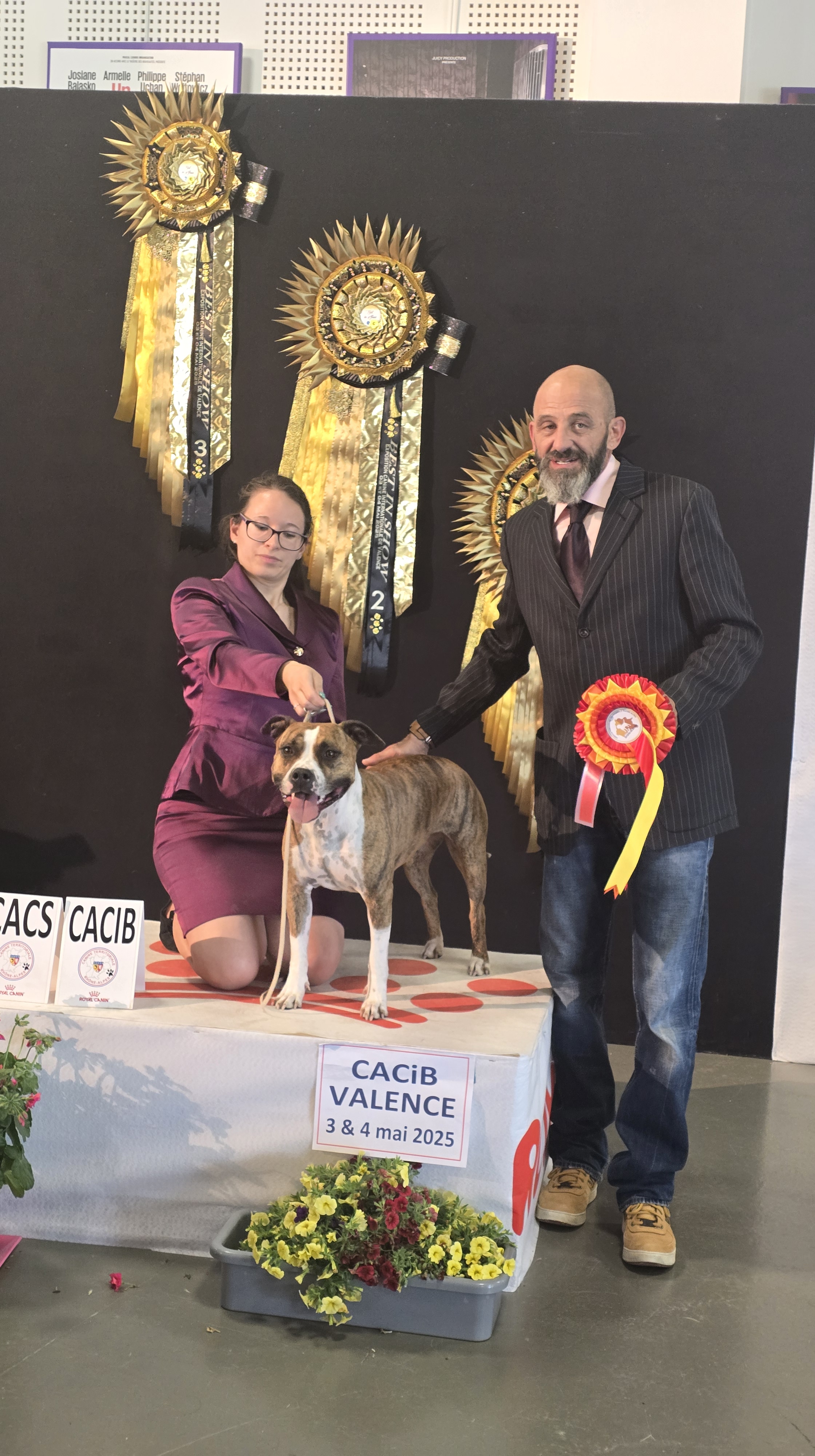 amstaff de la griffe du dragon