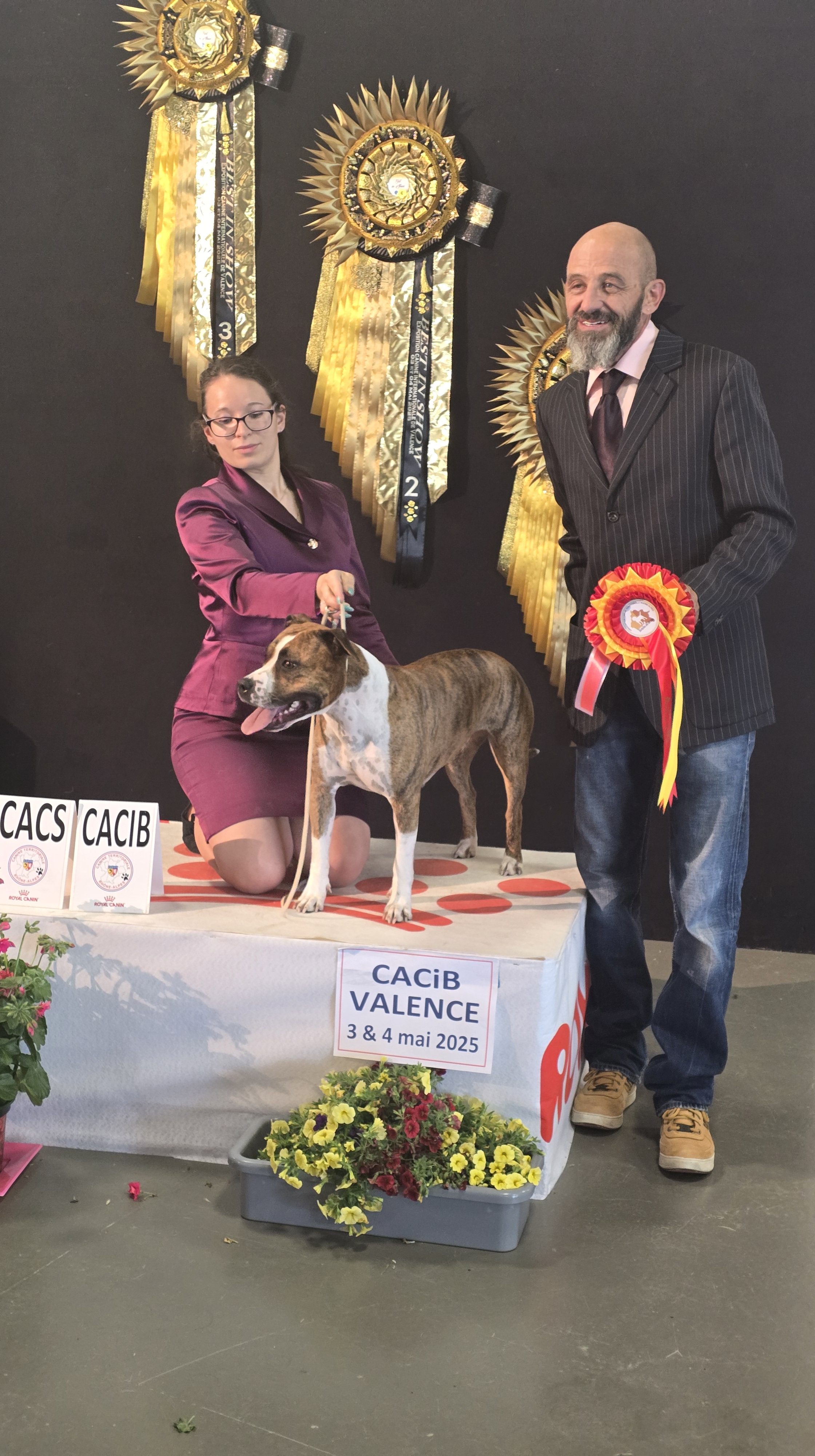 amercan staffordshire terrier var