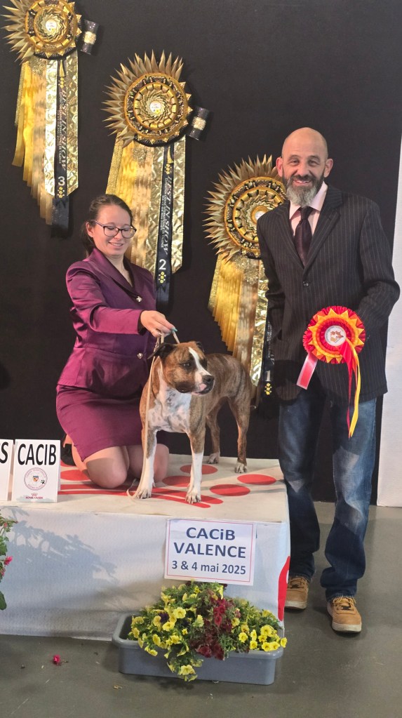 meilleur eleveur de chien var