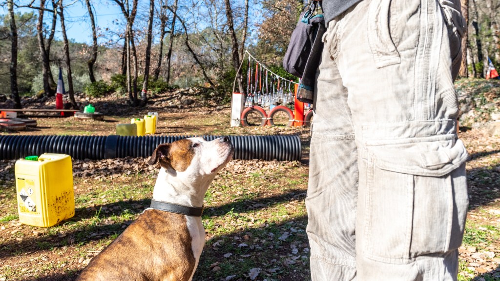 meilleur educateur canin