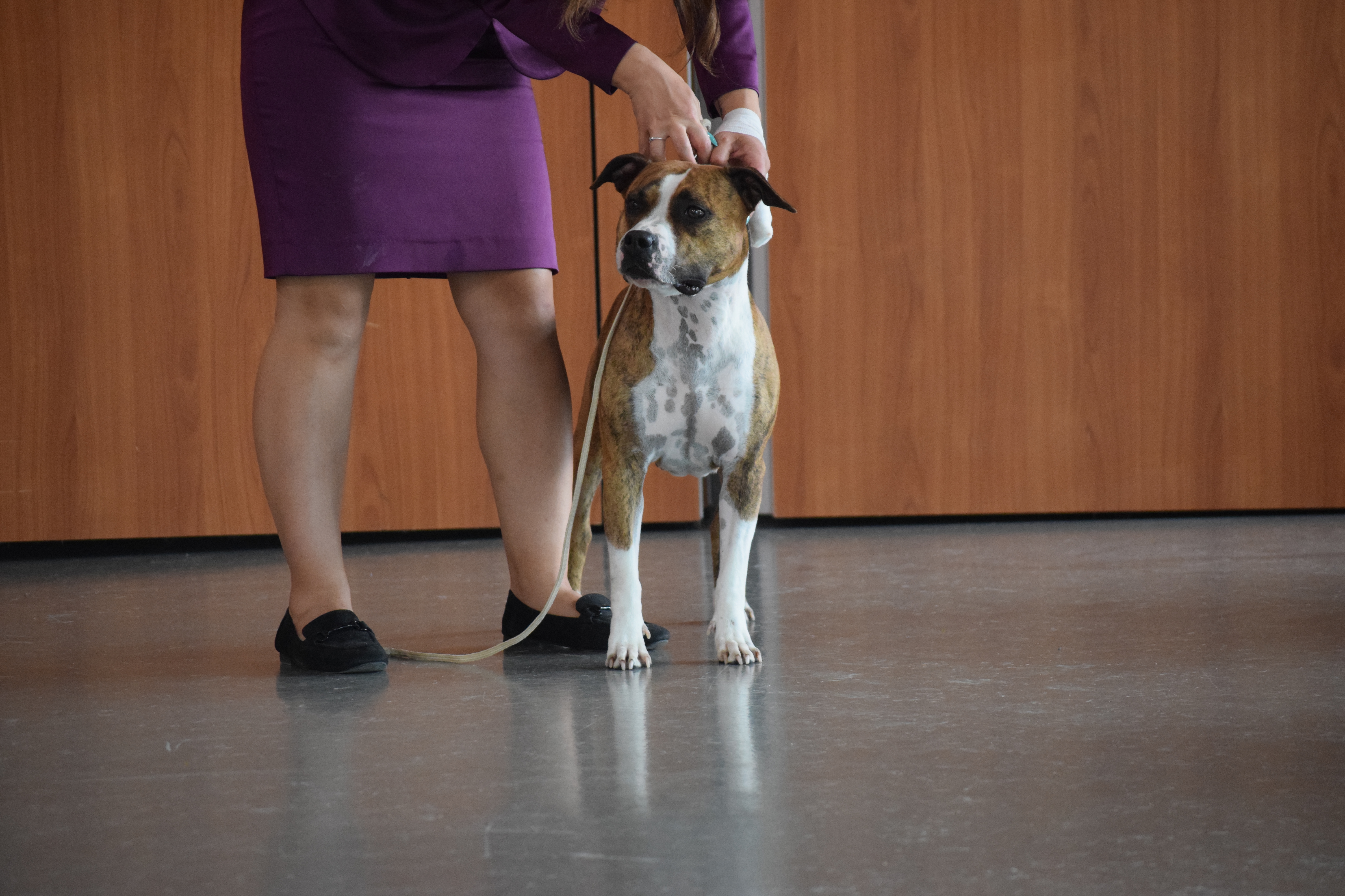 meilleur elevaur de chien de france