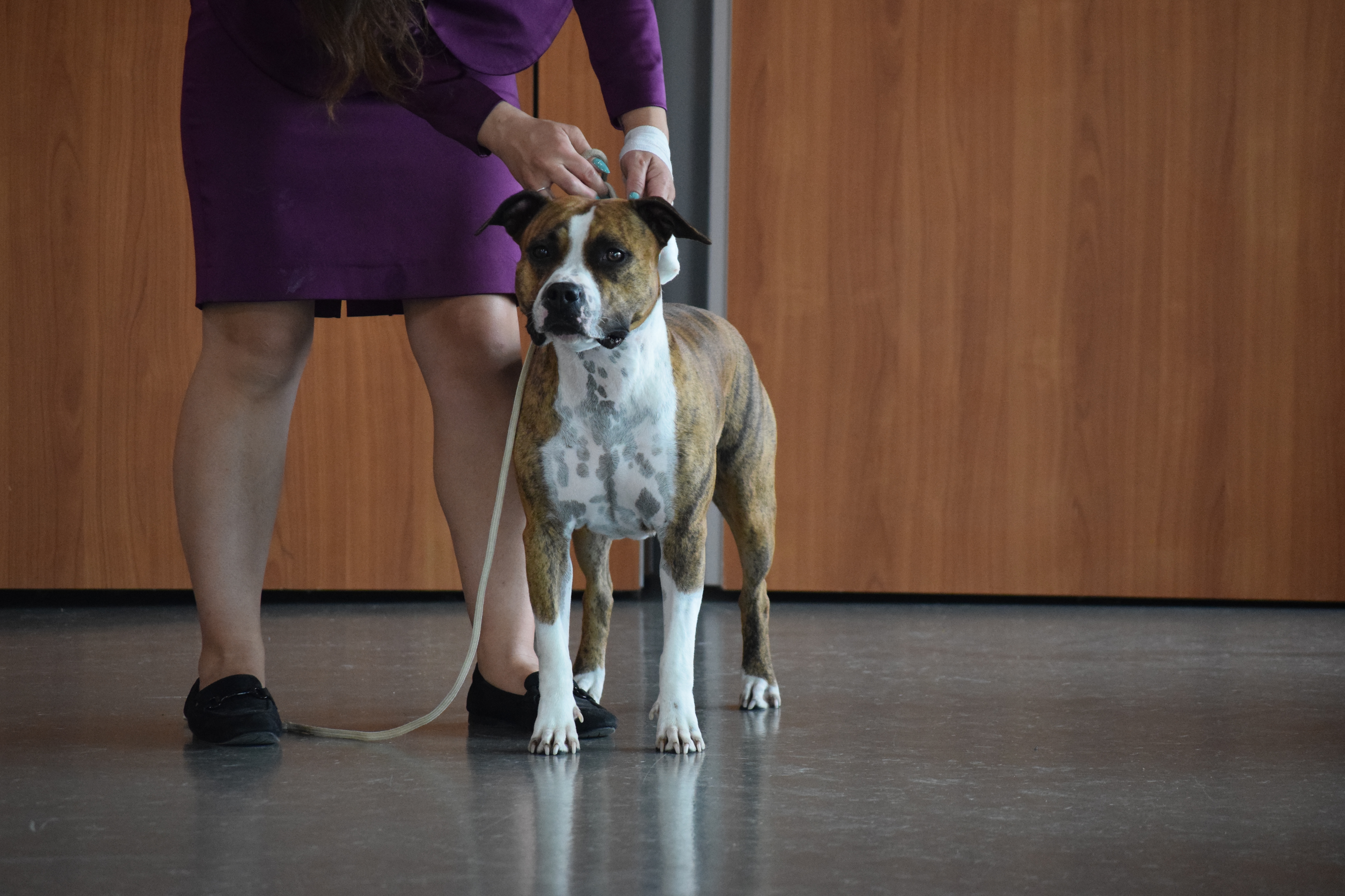 meilleur eleveur de chien de race