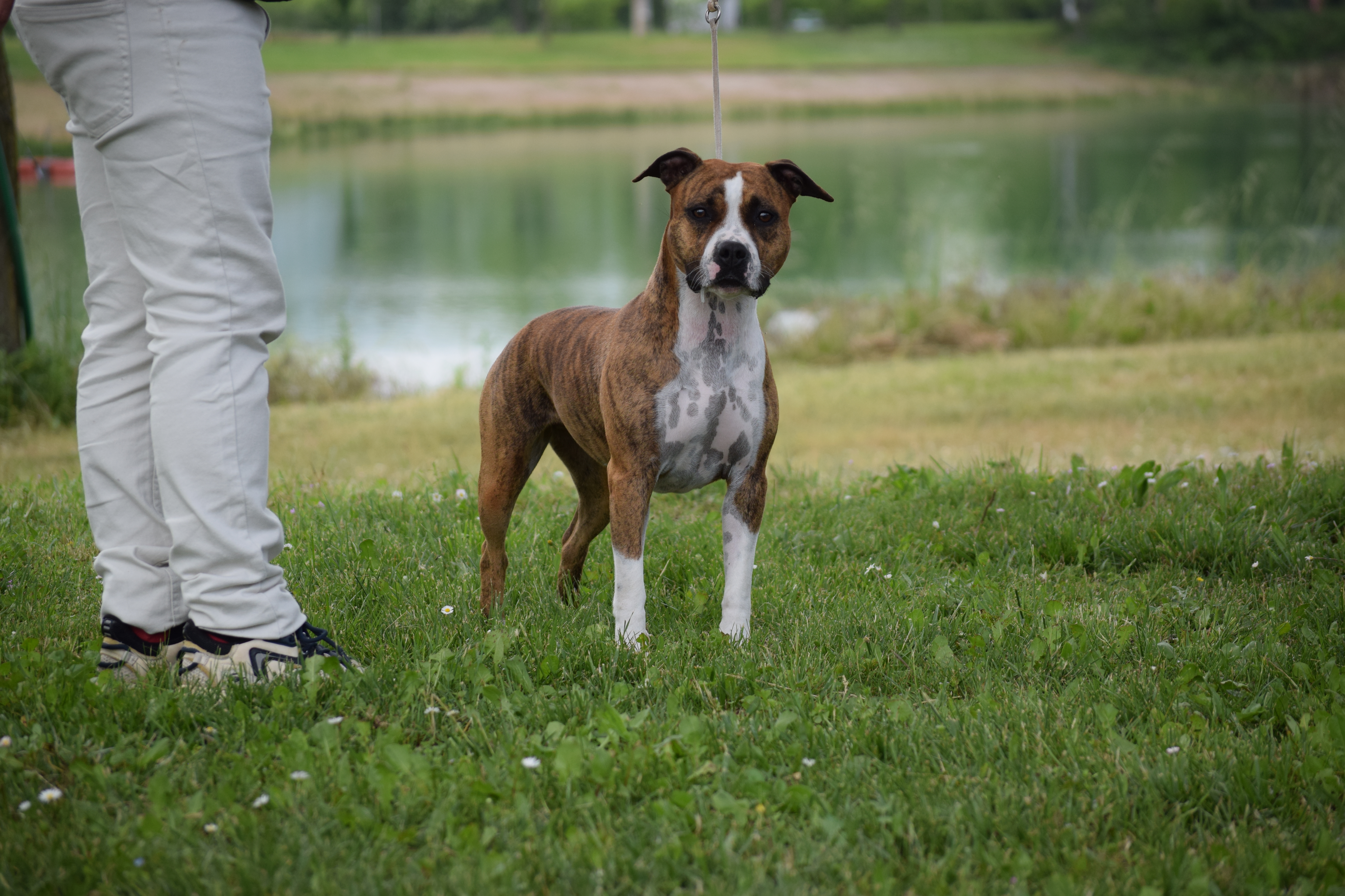 plus beau american staff de france