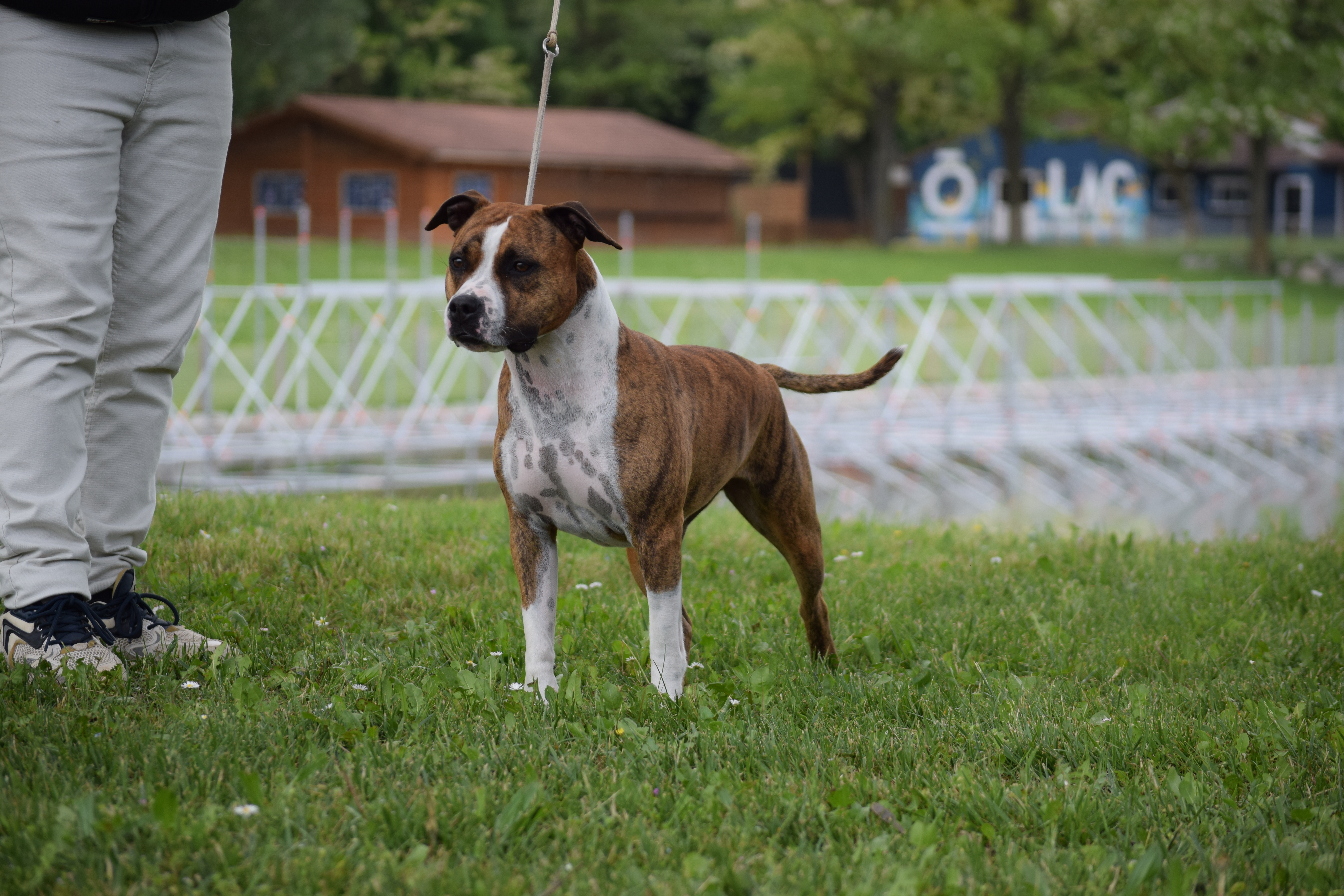 meilleur eleveur de chien de france