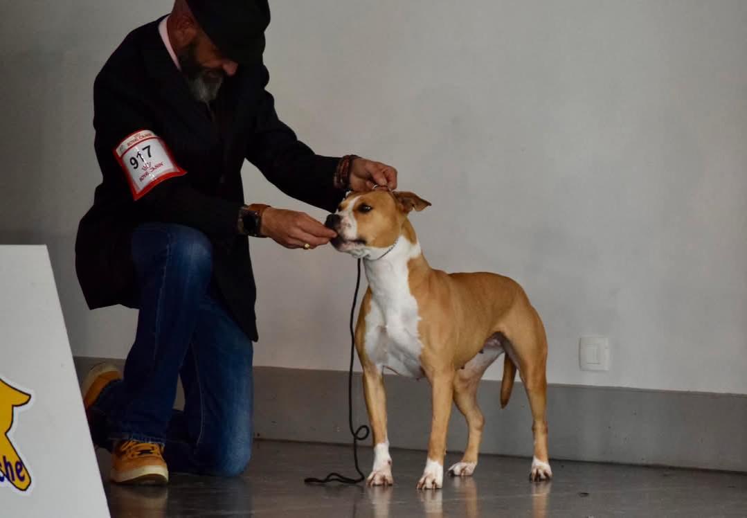 meilleur educateur canin