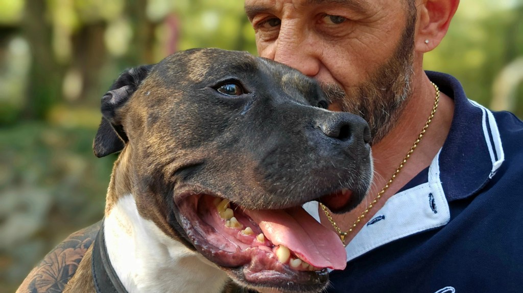 Les problèmes dentaires chez le chien