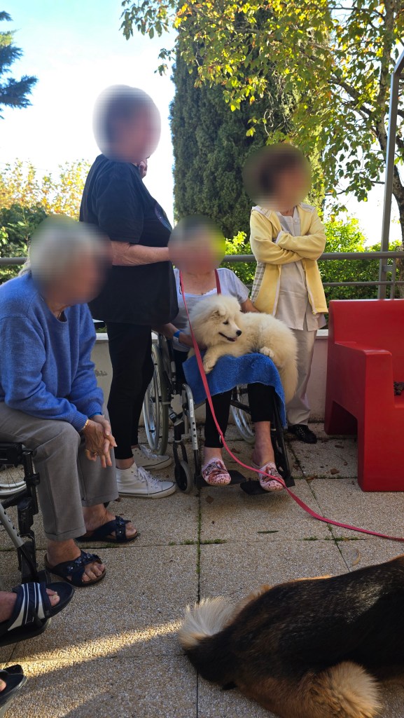 mediation canine paca