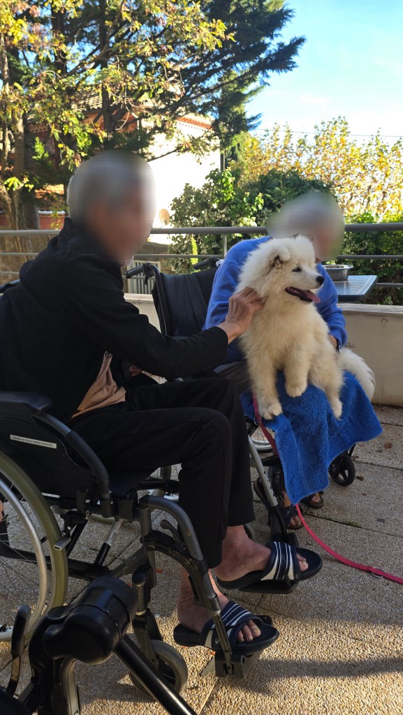 mediation canine var